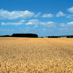 Geländekategorie II:Gelände mit Hecken, einzelnen Gehöften, Häusern oder Bäumen, z.B. landwirtschaftliche Gebiete. Geländekategorie II:Gelände mit Hecken, einzelnen Gehöften, Häusern oder Bäumen, z.B. landwirtschaftliche Gebiete.